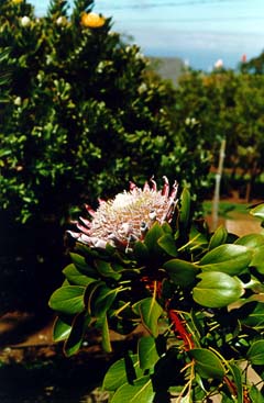 Flower With Plant Background